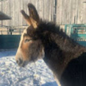 Meet your Posher, Frankie